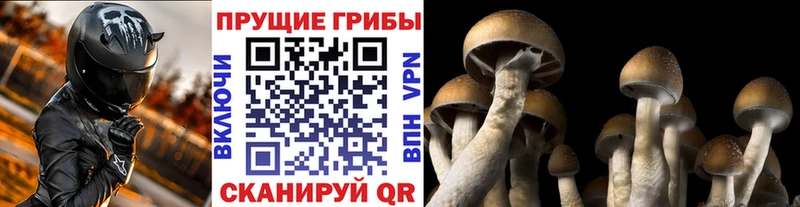 Псилоцибиновые грибы Cubensis  Купить закладки  Черногорск 